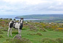 Newport Bay from Dinas Mountain
